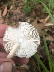Amanita sinicoflava