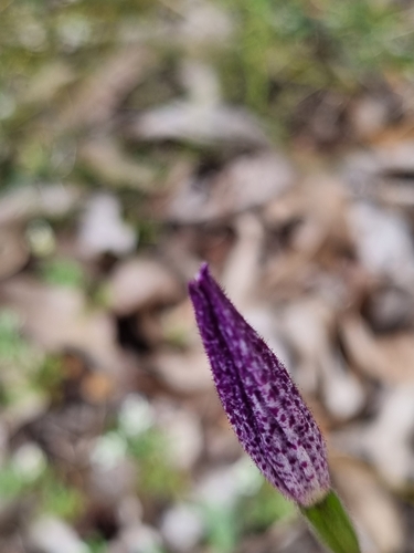 Image of Elythranthera emarginata by (c) Mark Calway, some rights reserved (CC BY)