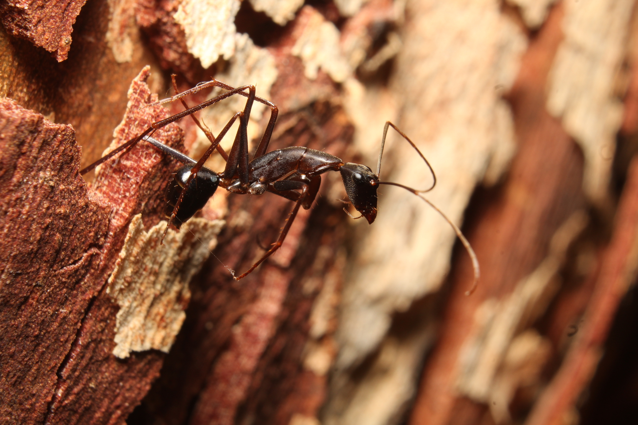 Camponotus subnitidus subnitidus