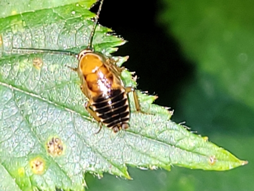 Forest Cockroach, Koudhoorn, Wildforsterweg, 3881 PR Putten, Nederland, photo 4 of 10