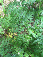 Conioselinum