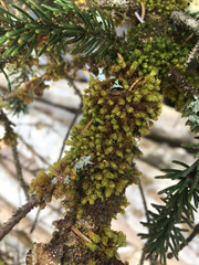 Ulota obtusiuscula