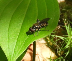 Chalcosyrphus anthreas