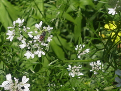 Holcopasites calliopsidis