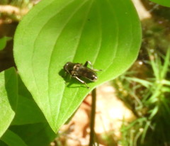 Chalcosyrphus anthreas