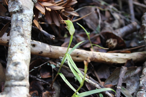 Image of Pterostylis agathicola by (c) Joe Dillon, some rights reserved (CC BY)