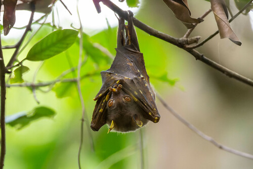Eastern Tube-nosed Bat