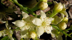 Rourea doniana