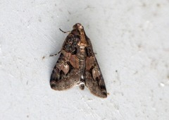 Melipotis famelica