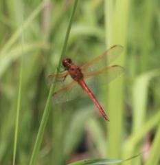 Libellula needhami