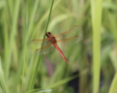 Libellula needhami