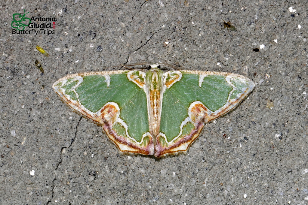 Eucyclodes pastor