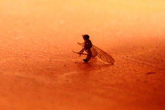 Ptecticus trivittatus