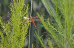 Libellula needhami