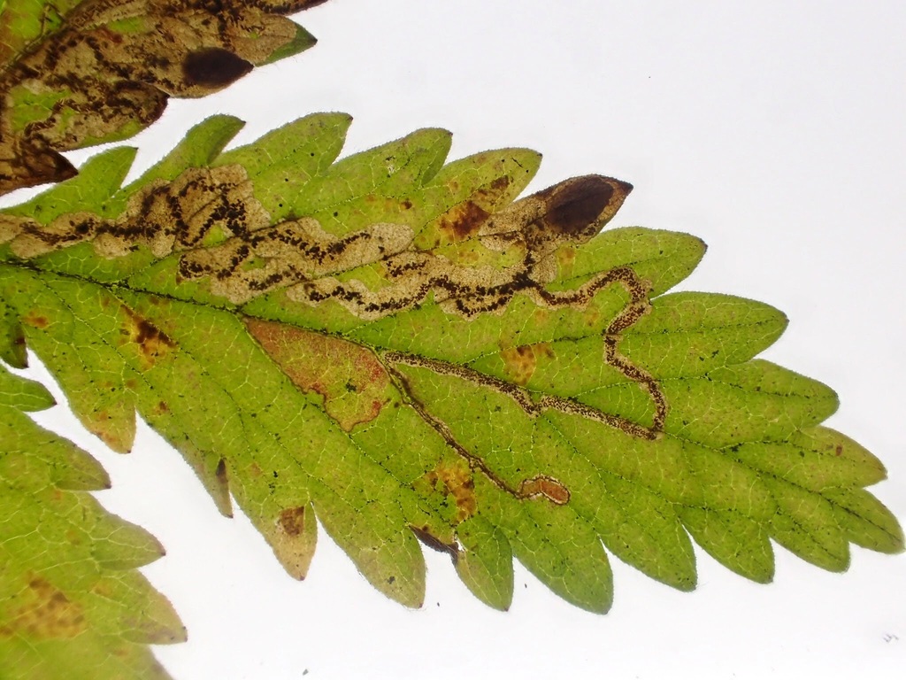Agrimony Pigmy