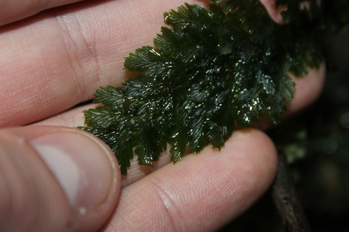 Image of Abrodictyum elongatum by (c) Joe Dillon, some rights reserved (CC BY)
