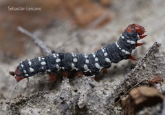 Chlanidophora patagiata