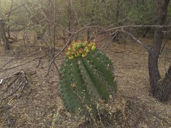 Ferocactus herrerae