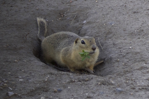 Richardson's Ground Squirrel