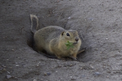 Richardson's Ground Squirrel photo 4