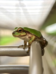 Hyla japonica