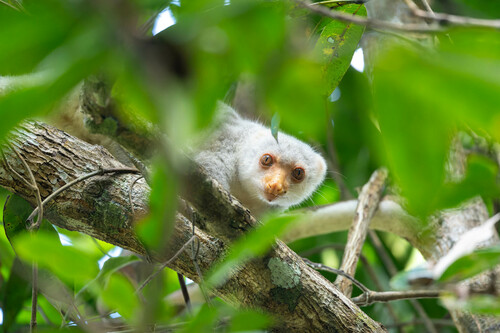 Australian Spotted Cuscus