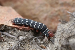 Chlanidophora patagiata