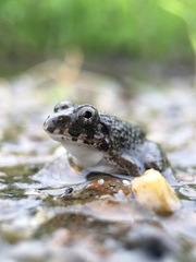 Fejervarya kawamurai