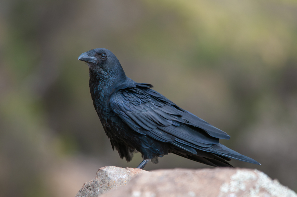 Fan-tailed Raven (Corvus rhipidurus) photo