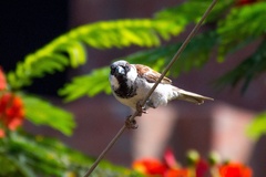 Passer domesticus
