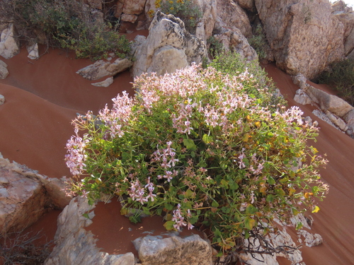 Image of Thorny Pelargonium (Pelargonium spinosum) by no rights reserved