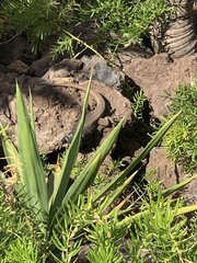 Gallotia galloti galloti