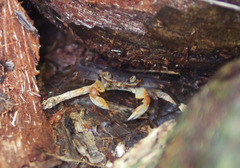 Geograpsus