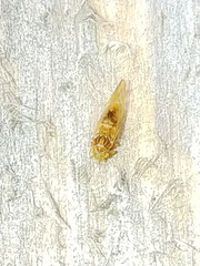 Cacopsylla fatsiae