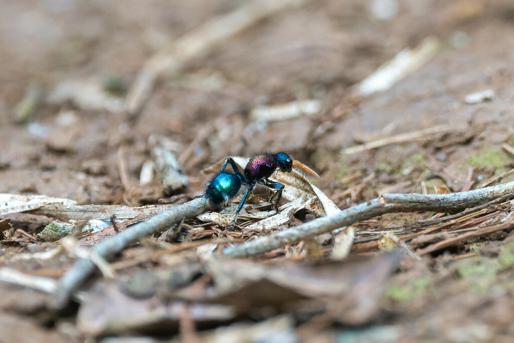 Ephutomorpha fulgida
