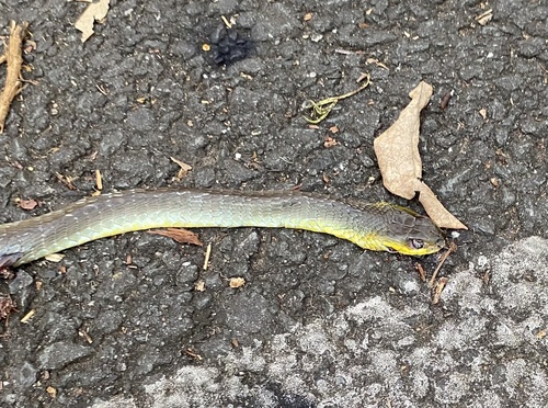 Common Tree Snake sighting