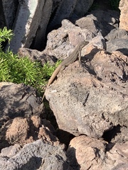 Gallotia galloti galloti