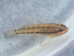 Tridentiger trigonocephalus