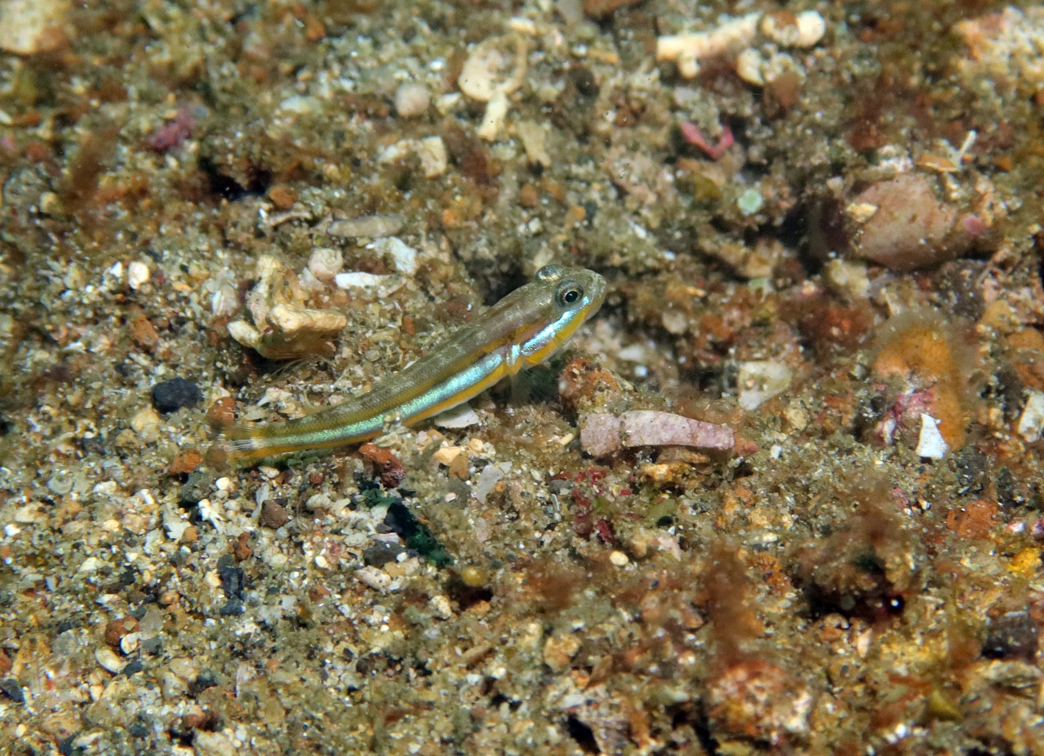 Yano's Glidergoby photo 4