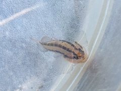 Tridentiger trigonocephalus