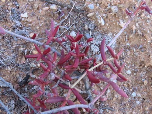 Crassula expansa