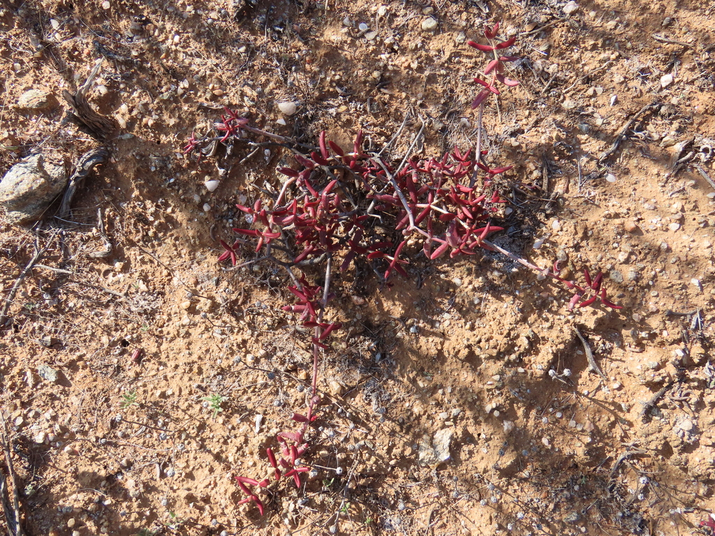 Crassula pallens 2