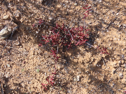 Crassula expansa