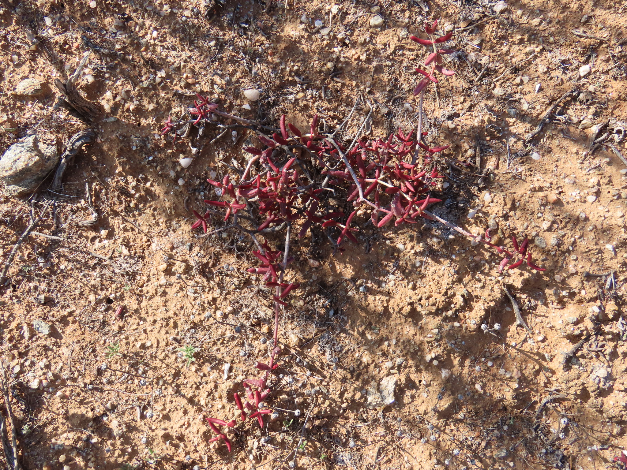 Crassula expansa