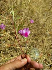 Clarkia rubicunda
