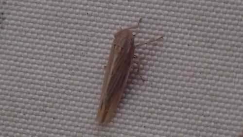 Cicadula placida