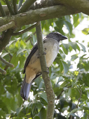 Caribbean Grey Saltator photo 4
