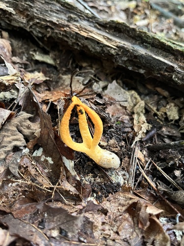 Pseudocolus fusiformis