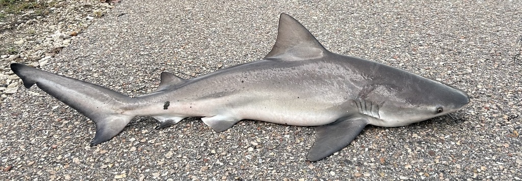 Photo of a Bull Shark
