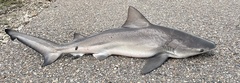 Bull Shark photo 3